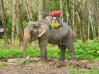 chained elephant eats breakfast.JPG (173 KB)